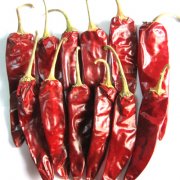 Jinta Chilli