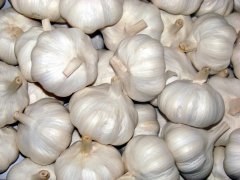 Pure White Garlic