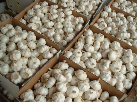 Pure White Garlic