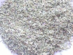 Fennel Seeds