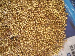 Coriander Seeds