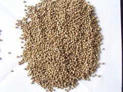 Coriander Seeds