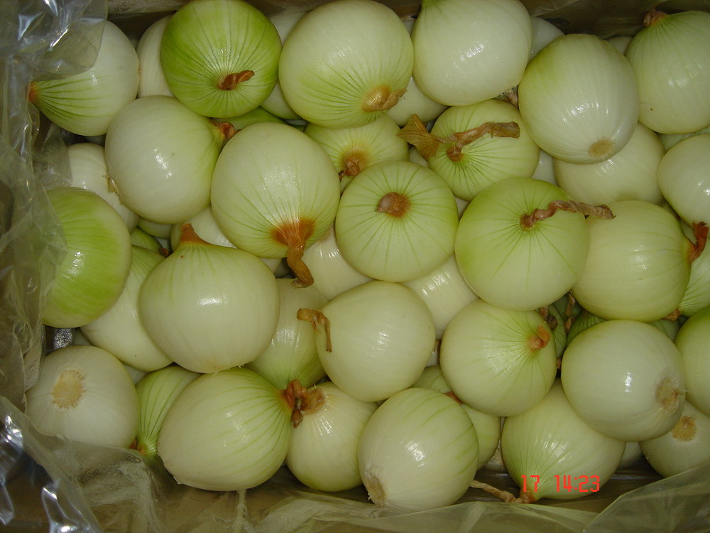 Fresh Peeled Onion